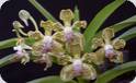 Vanda tessellata